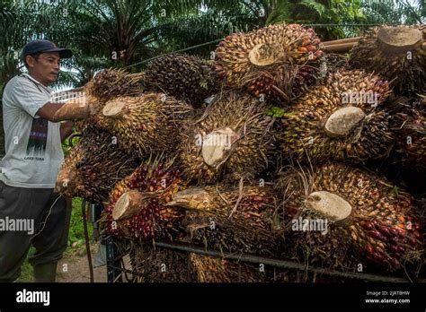 Indonesian Smallholder Plantations Hi Res Stock Photography And Images