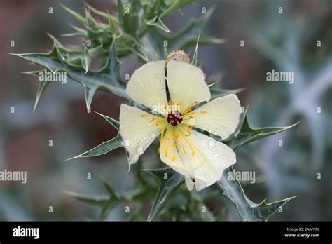 Prickly or Mexican Poppy flower Stock Photo - Alamy