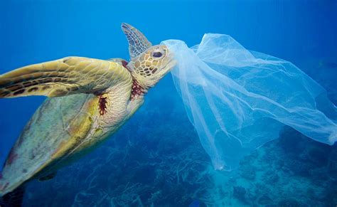 Ridurre Il Consumo Di Plastica A Favore Della Sostenibilit Ambientale