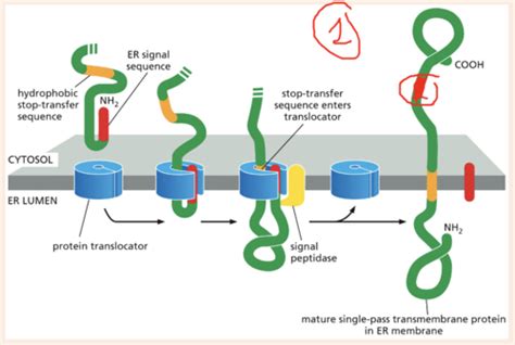 Intracellular Compartments and Protein Transport Flashcards | Quizlet