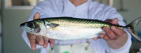 鮮度の良い魚の見分け方｜プロが教えるコツ