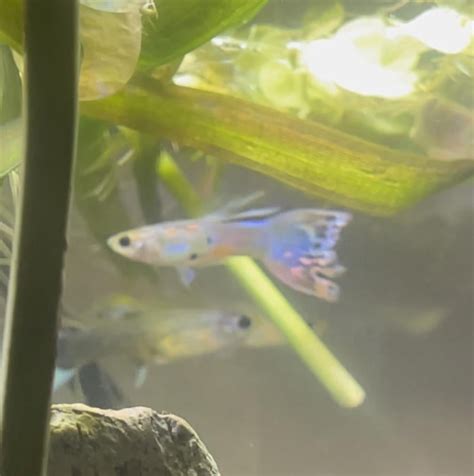 Is Male Lisa Frank (his name) an endler/guppy hybrid? : r/poecilia