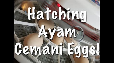 Ayam Cemani Eggs Youtube