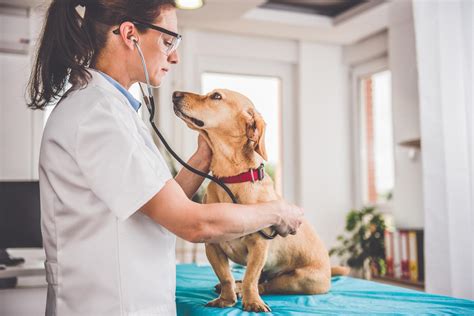 Cuanto Cuesta Una Operacion De Corazon Para Perros