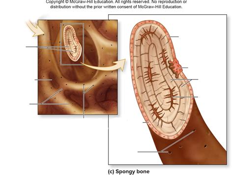 Components of a spongy bone Diagram | Quizlet