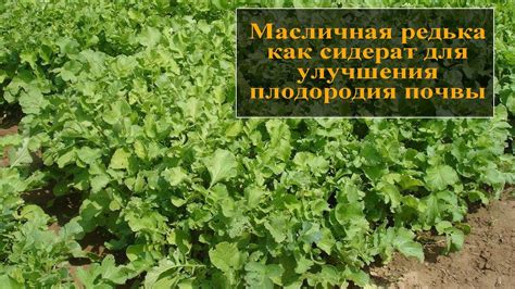 Масличная редька как сидерат - YouTube