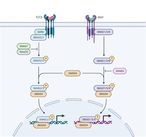 Tgf Beta And Bmp Signaling Pathway Biorender Science Templates