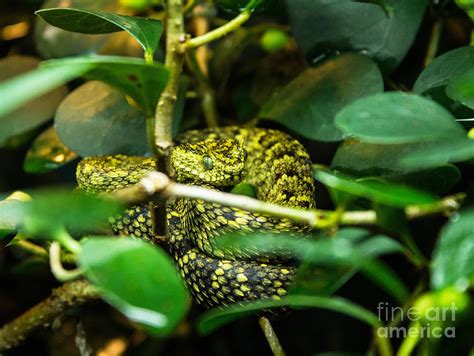 Horned Bush Viper Photograph by Steven Parker - Fine Art America