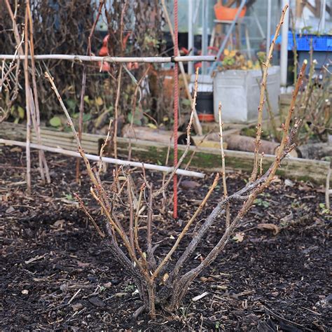 Maintaining Blackcurrant Shrubs – REKHA'S GARDEN AND KITCHEN