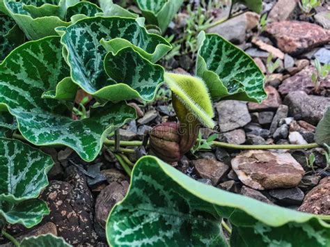 Fox Ear Aristolochia Bridgesii Growing In The Atacama Desert Stock