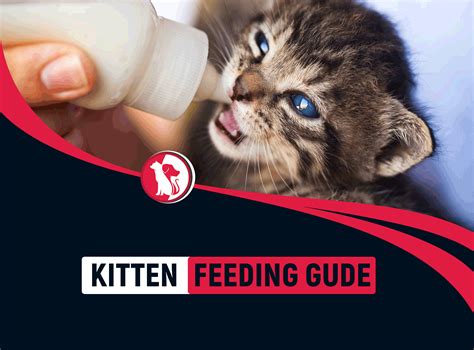 Kitten Feeding Guide How Much Should You Feed Your Kitten