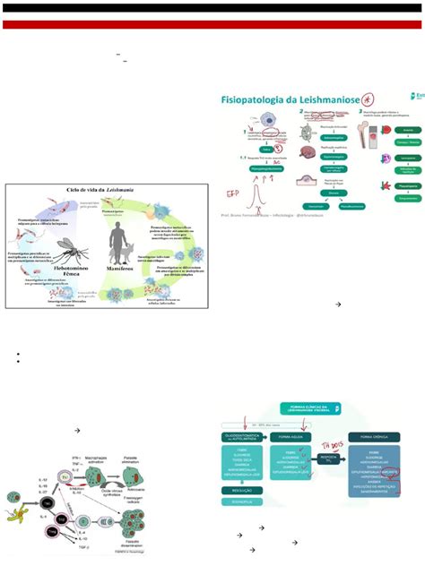 Tratamento Para Leishmaniose Visceral - Leishmaniose Visceral: Fisiopatologia e Tratamento | PDF | Leishmania ...