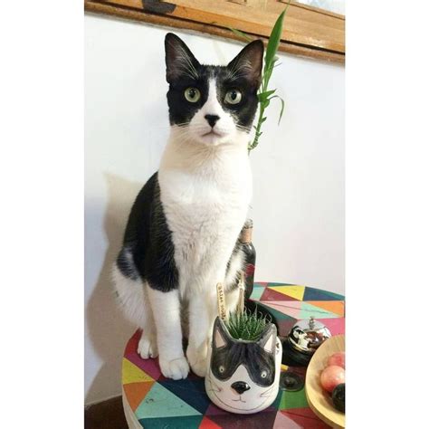 A Black And White Cat Sitting On Top Of A Table Next To A Potted Plant