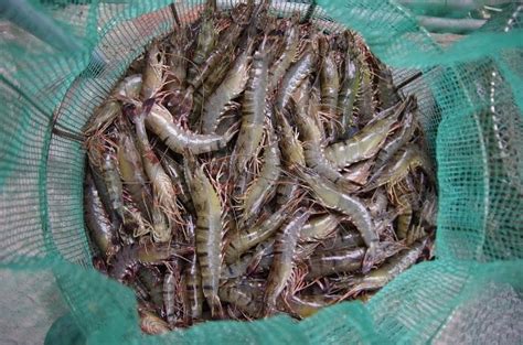 How To Start Shrimp Farming At Home Rising Shrimp Indoor