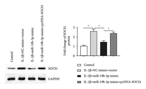 Mir 19 B 3p Affects Chondrocytes Via Socs1 A Socs1 Protein