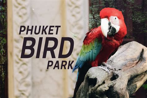 Phuket Bird Park Phuket E Magazine