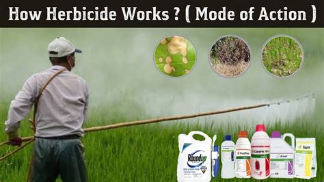 How Herbicides Works Types Of Herbicides Herbicides Mode Of Action