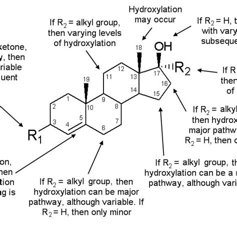 testosterone and its conversion to the more active androgen... | Download Scientific Diagram