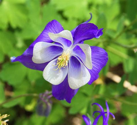 Purple Columbine Photograph By Cathy Lindsey