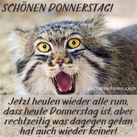 Donnerstag Bild Zum Lachen Schreiende Katze Kostenlos