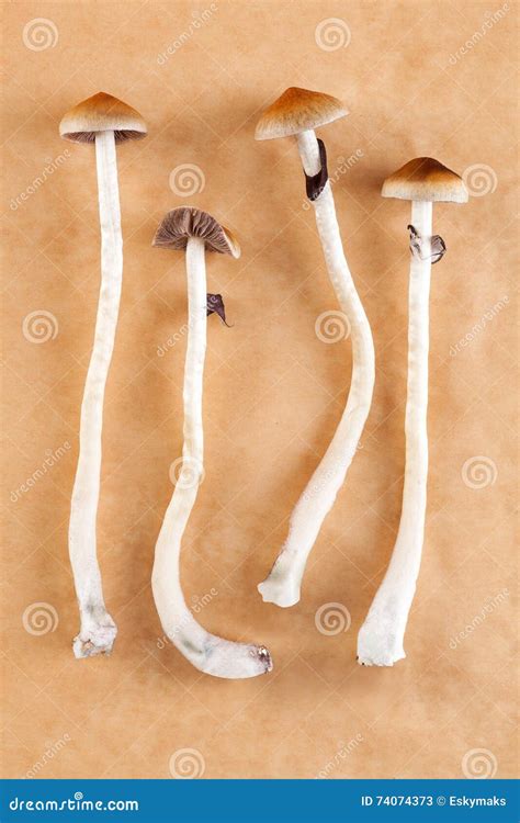 Psychedelic Medicine Isolated Royalty Free Stock Photo Cartoondealer