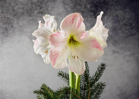 Amaryllis Pflegen Vivanno