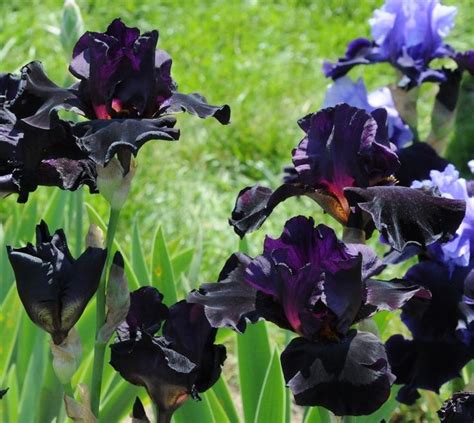 Photo Of Tall Bearded Iris Iris Old Black Magic Uploaded By