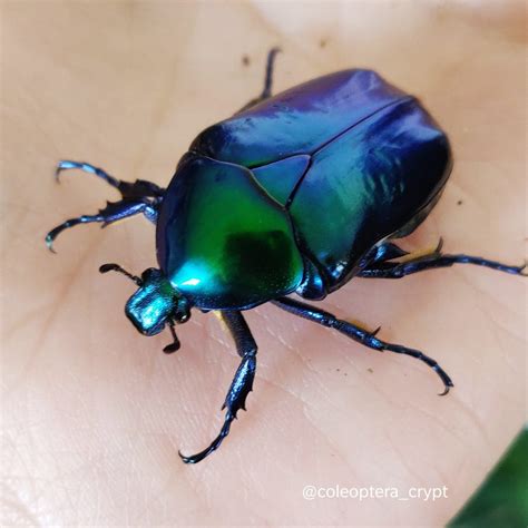 Protaetia Speciosa Cyanochlora L Coleoptera Crypt