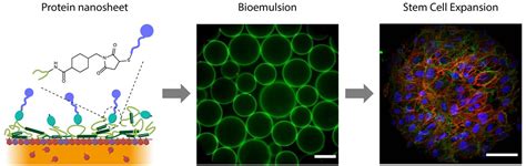 Co Surfactant Free Bioactive Protein Nanosheets For The Stabilization