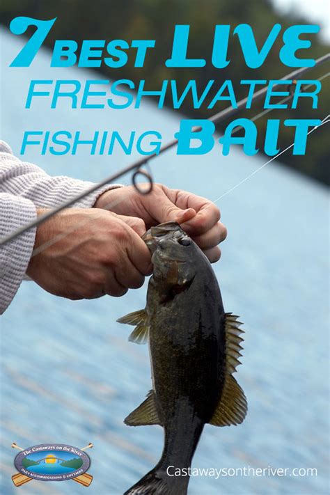 The Best Live Freshwater Fishing Bait