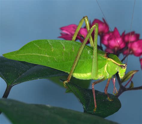 Katydid Stilpnochlora Couloniana Bugguide Net