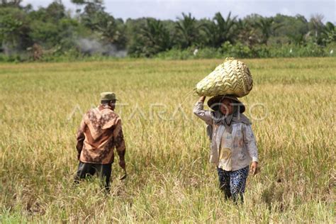 PUPUK LANGKA PRODUKSI PANEN PADI TURUN ANTARA Foto