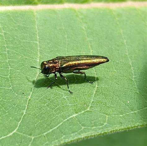 46 Types Of Green Shiny Beetles Pictures And Identification