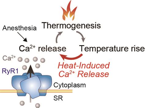 Study Links Malignant Hyperthermia To Heat Hypersensitive Mutant