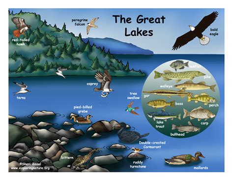 Animals - The great lakes ecosystem