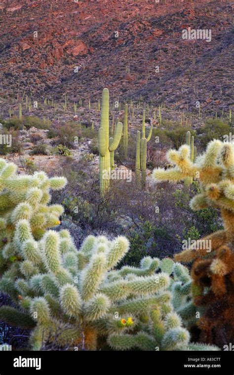 Rincon Mountain District Or Saguaro East Saguaro National Park Tucson