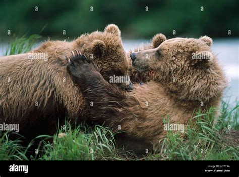 Grizzly Bear Ursus Arctos Horribilis Mother Nursing Cub Alaska Stock