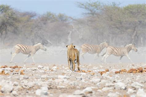 Zebra Herd Running Stock Photos, Pictures & Royalty-Free Images - iStock