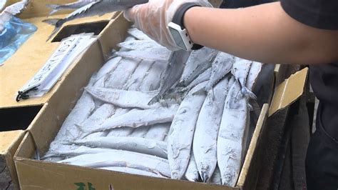 日排核廢水後首批秋刀魚返台 樣品送驗目前無檢出 ｜ 公視新聞網 Pnn