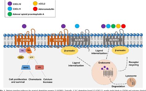 Figure 1 From Emerging Roles Of Atypical Chemokine Receptor 3 ACKR3