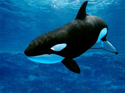 4,200+ Orca Underwater Stock Photos, Pictures & Royalty-Free Images ...