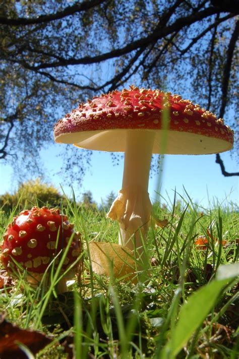 Amanitas Stunning Mushroom Art