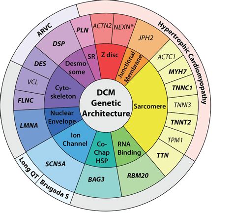 The Genetic Architecture Of Dcm The Genetic Architecture Of Dcm Spans