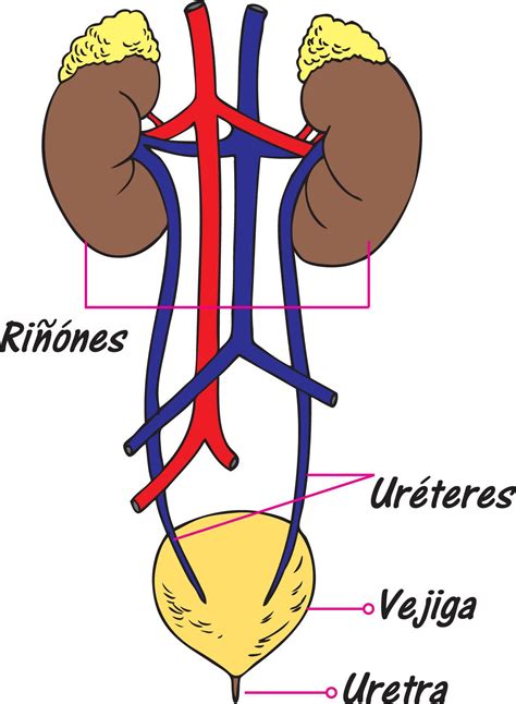 Ananiver En el piso malo funciones del sistema excretor humano Pasteles es inutil Hacer deporte