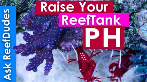 How To Raise Ph In A Reef Tank Ph Explained And Simplified