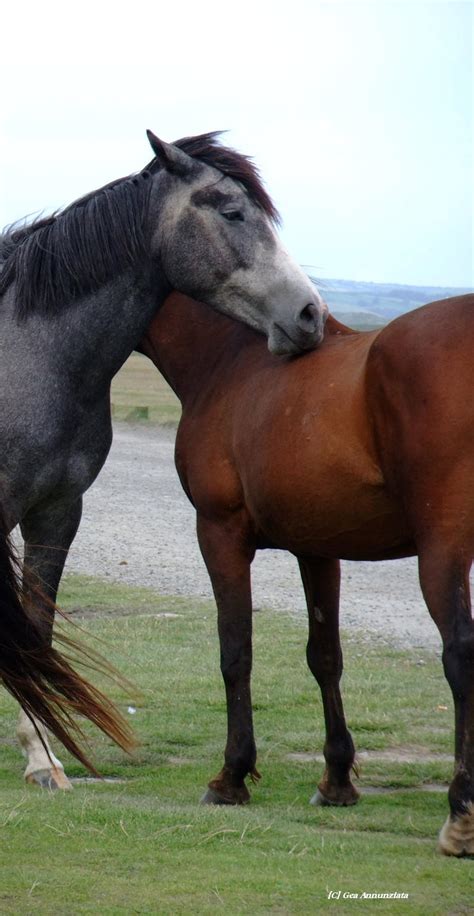 DARTMOOR PONIES by GeaAusten on DeviantArt