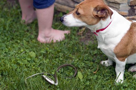 Cosa Fare Se Il Mio Cane Viene Morso Da Una Vipera News Petme