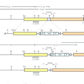 Generation Of The Pax6 Ectoderm Enhancer Null Allele A Schematic