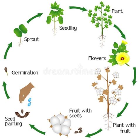 Ciclo Di Una Crescita Di Pianta Del Cotone Isolato Su Fondo Bianco