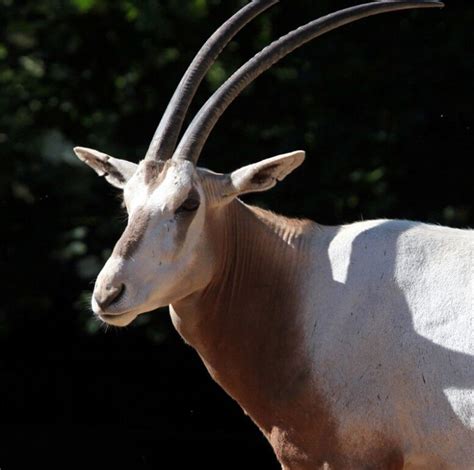 Scimitar-horned Oryx | Animals Wiki | Fandom